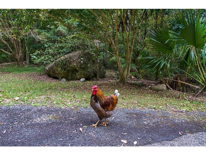 497 Mount Warning Road,, Mount Warning NSW 2484