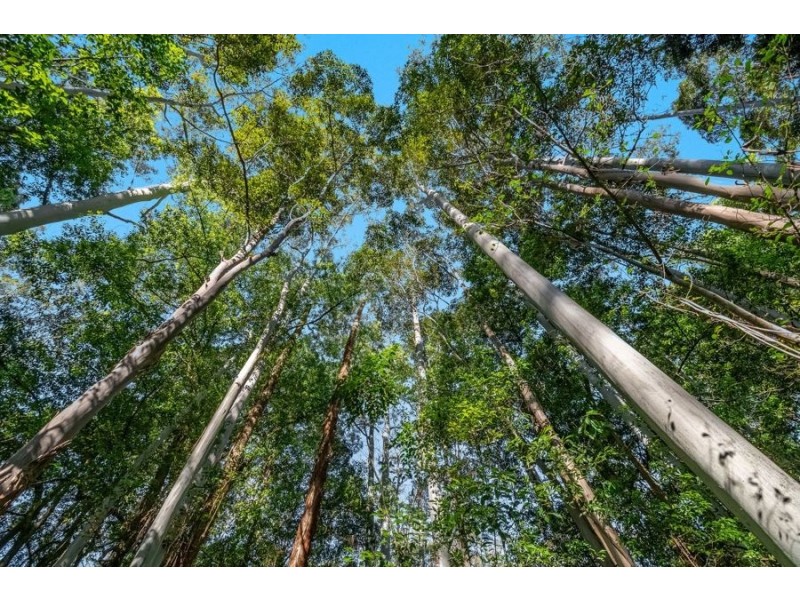 21 Wallaby Court, Stokers Siding NSW 2484