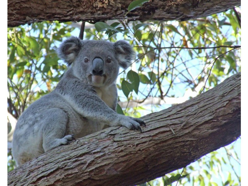 4 Cooinda Place, Federal NSW 2480