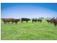 10 Rocky Creek Road, Dorrigo NSW 2453