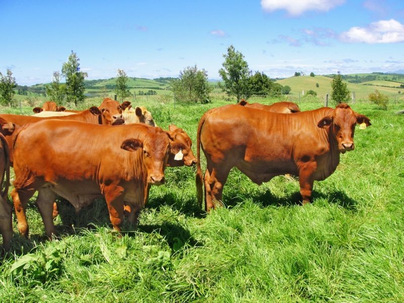 10 Rocky Creek Road, Dorrigo NSW 2453