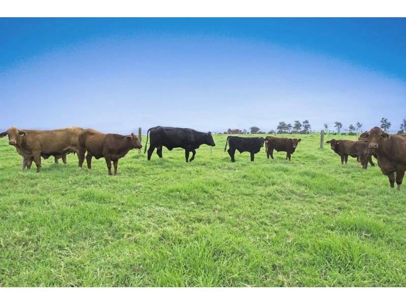 10 Rocky Creek Road, Dorrigo NSW 2453