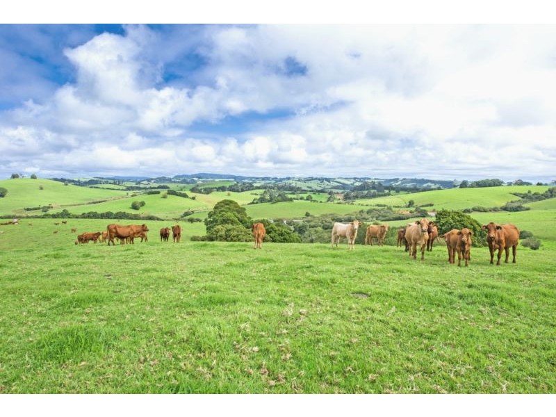 10 Rocky Creek Road, Dorrigo NSW 2453