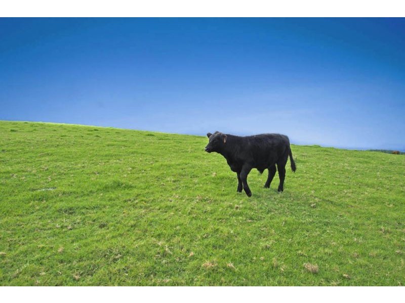 10 Rocky Creek Road, Dorrigo NSW 2453