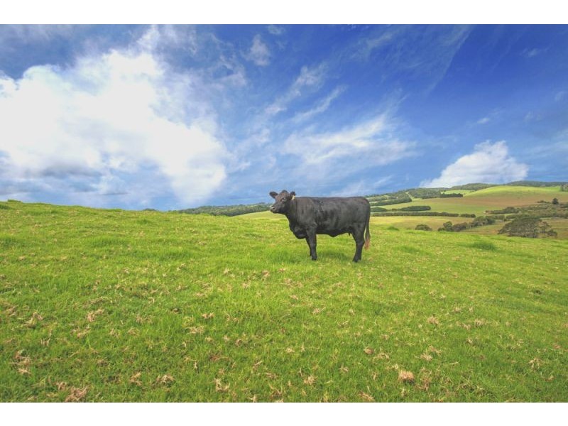 10 Rocky Creek Road, Dorrigo NSW 2453