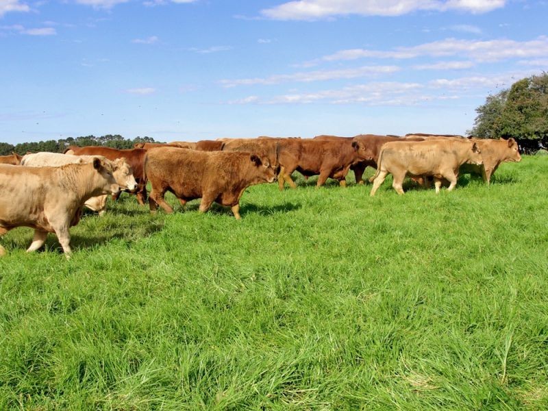 10 Rocky Creek Road, Dorrigo NSW 2453