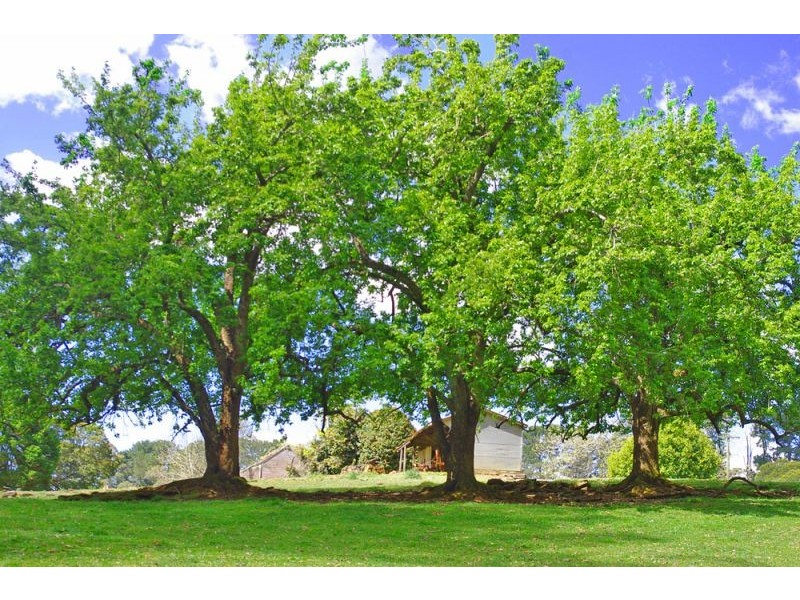 Lot 28, 247 McIndoes Road, Deer Vale, Dorrigo NSW 2453