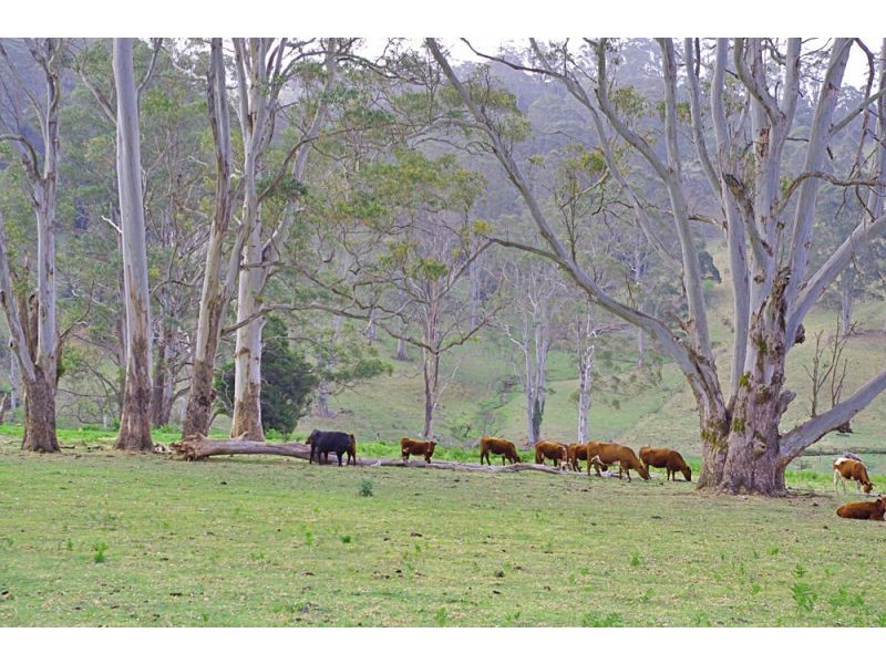 Lot 28, 247 McIndoes Road, Deer Vale, Dorrigo NSW 2453