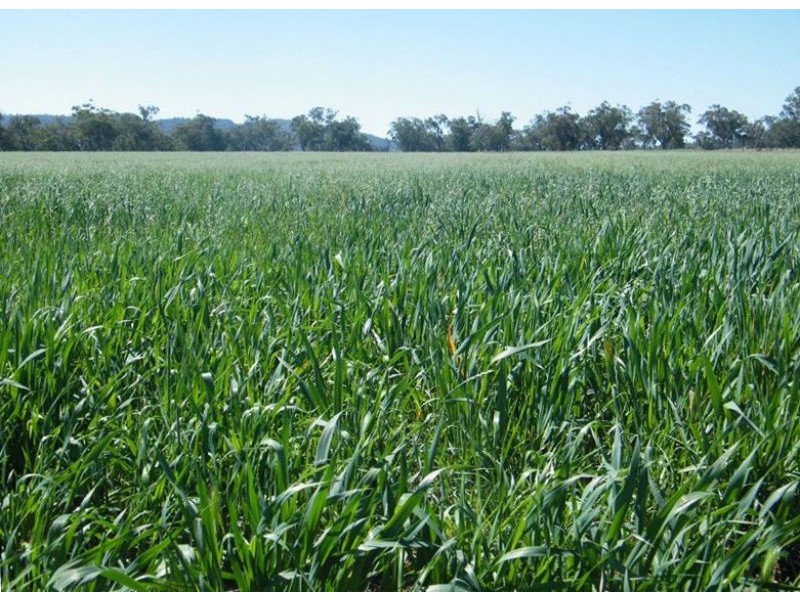 808 Oakey Creek Road, Piallaway NSW 2342