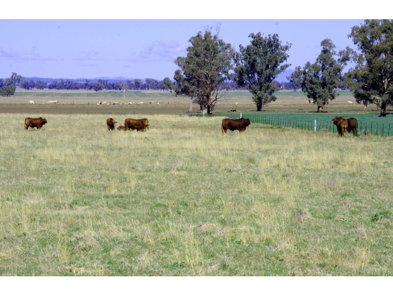 808 Oakey Creek Road, Piallaway NSW 2342