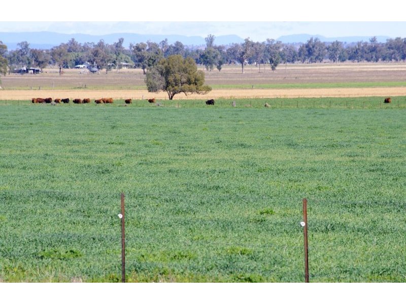 808 Oakey Creek Road, Piallaway NSW 2342