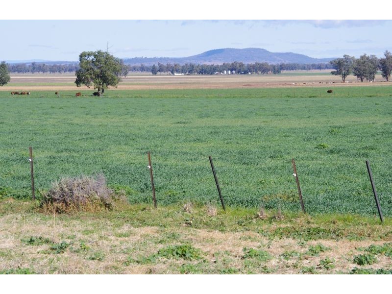 808 Oakey Creek Road, Piallaway NSW 2342