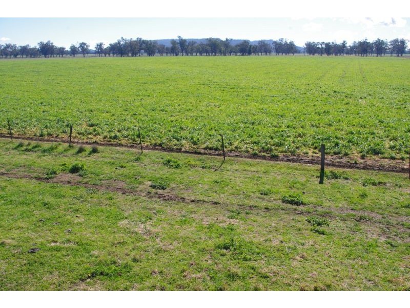 808 Oakey Creek Road, Piallaway NSW 2342