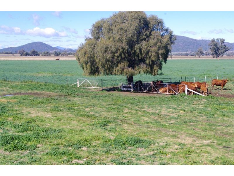 808 Oakey Creek Road, Piallaway NSW 2342