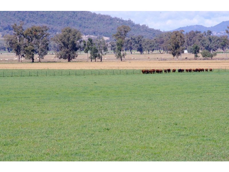 808 Oakey Creek Road, Piallaway NSW 2342