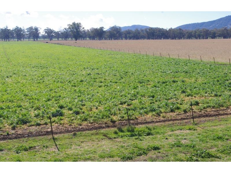 808 Oakey Creek Road, Piallaway NSW 2342