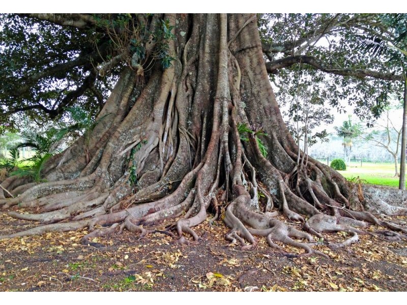 2086 Waterfall Way, Bellingen NSW 2454