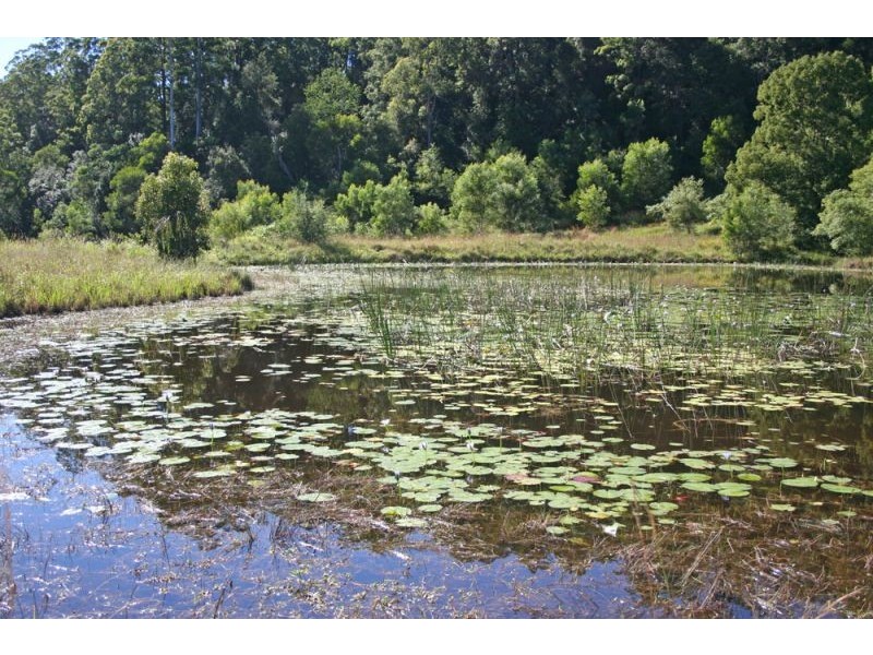 335 Kalang Road, Bellingen NSW 2454