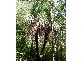 Bellingen NSW 2454
