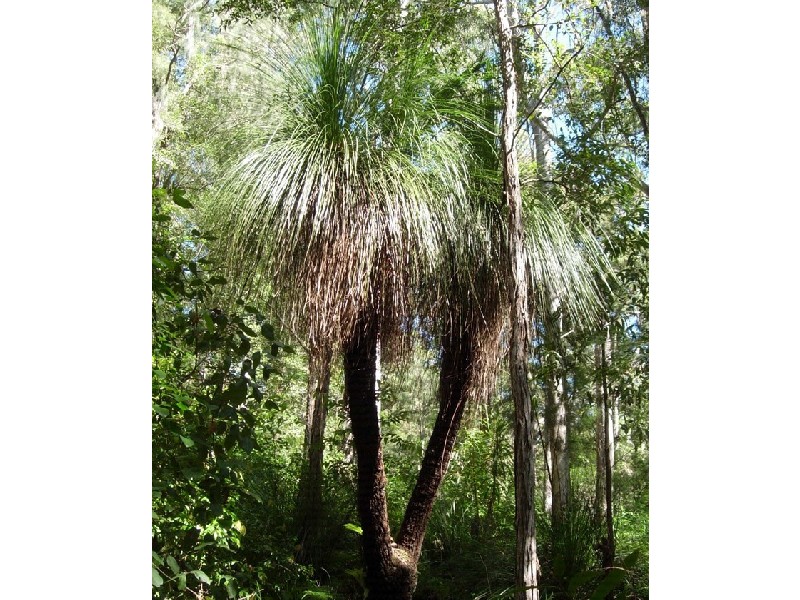 Bellingen NSW 2454