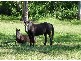Bellingen NSW 2454