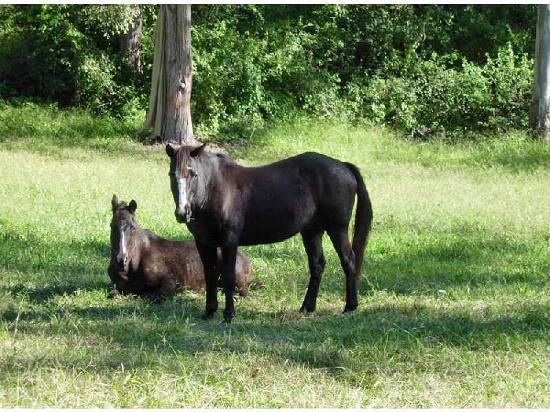 Bellingen NSW 2454