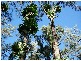 Bellingen NSW 2454