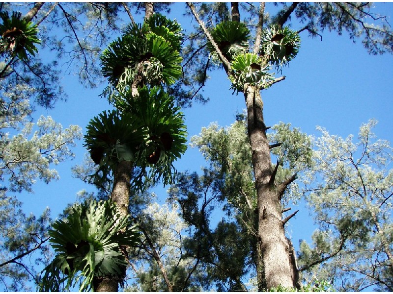 Bellingen NSW 2454
