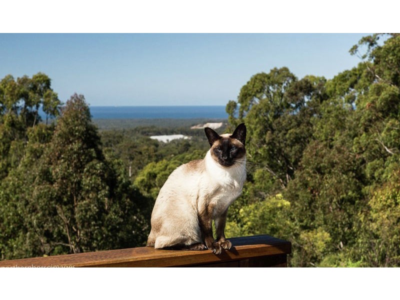 49 The Siding, Halfway Creek NSW 2460