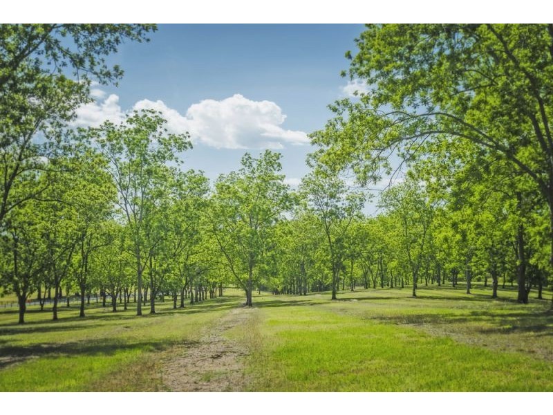 2086 Waterfall Way, Bellingen NSW 2454