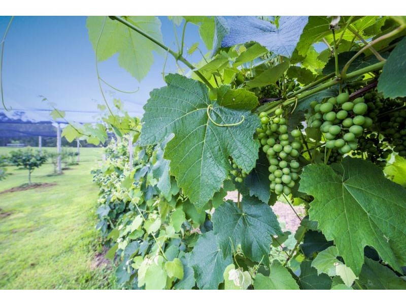 35 Wards Road, Megan, Dorrigo NSW 2453