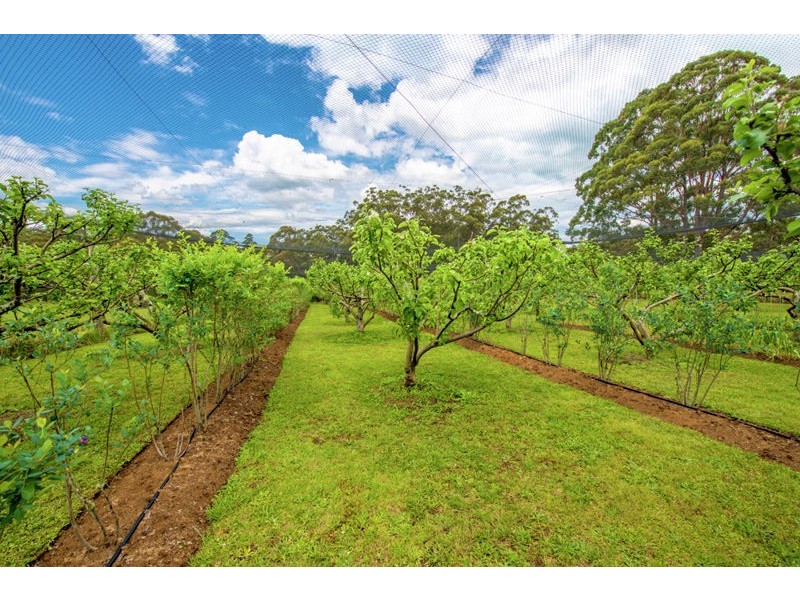1442 Tyringham Road, Bostobrick, Dorrigo NSW 2453