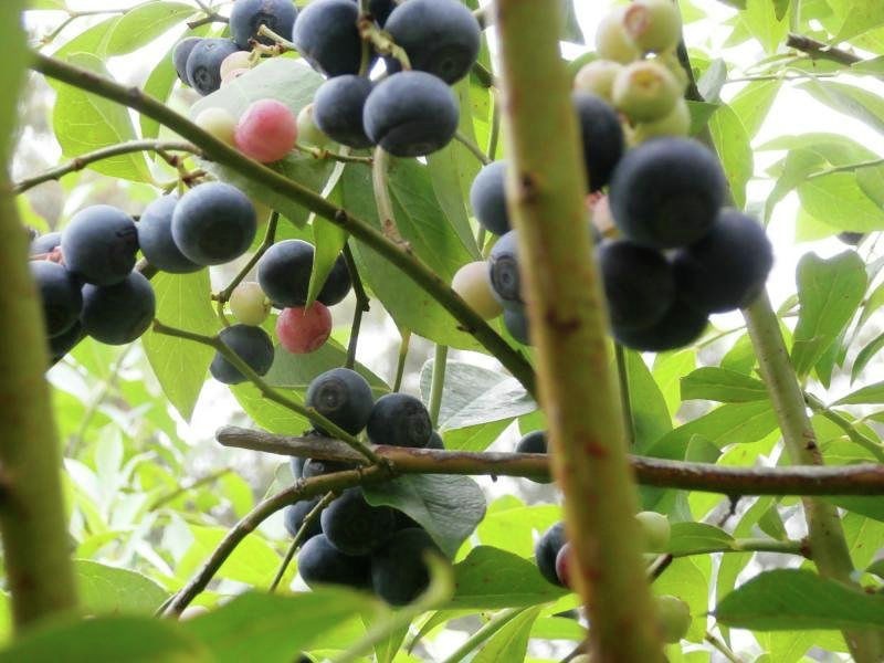 1442 Tyringham Road, Bostobrick, Dorrigo NSW 2453