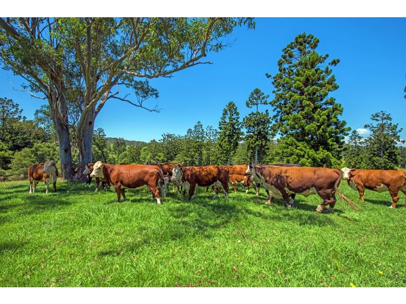 95 Camp Creek Road Lowanna, Coffs Harbour NSW 2450