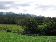 Bellingen NSW 2454
