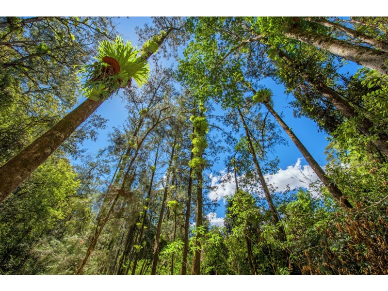 755 Summervilles Road, Thora, Bellingen NSW 2454