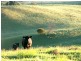 Dorrigo NSW 2453