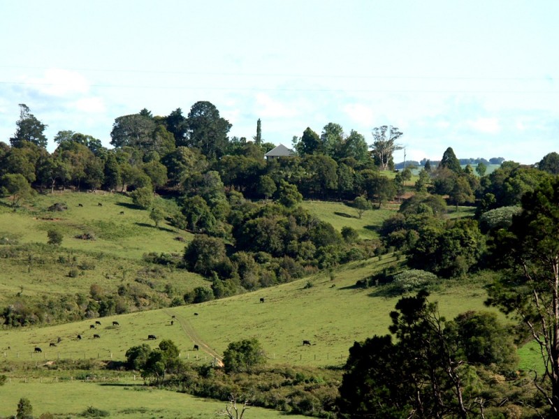 Dorrigo NSW 2453