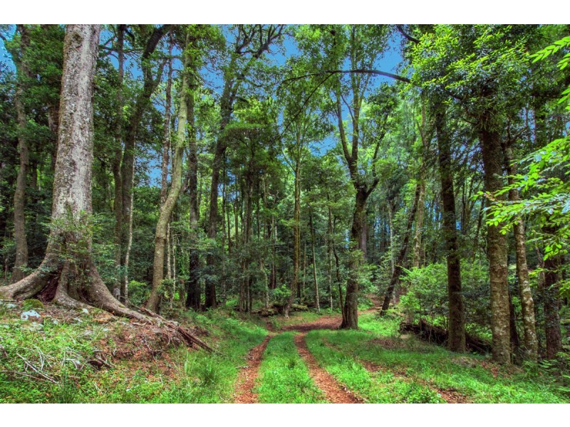 Lot 147 Redlands Road, Hernani, Dorrigo NSW 2453