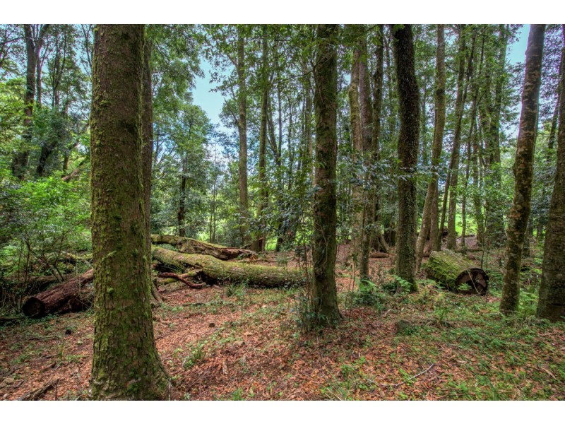Lot 147 Redlands Road, Hernani, Dorrigo NSW 2453