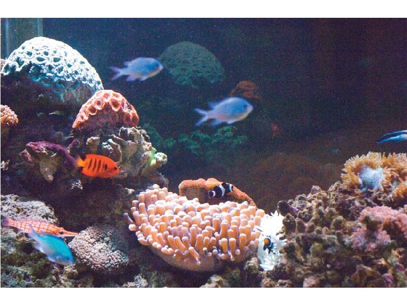 Coffs Harbour NSW 2450