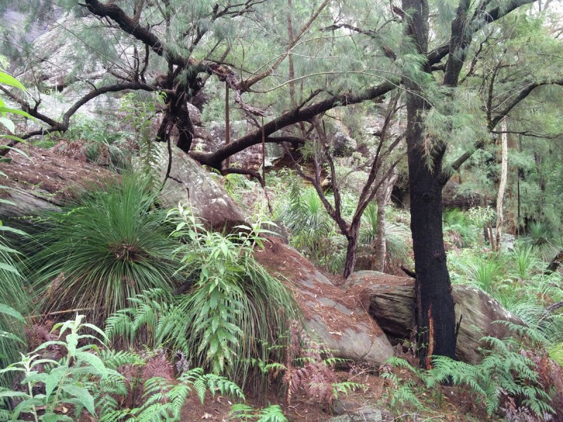 Lot 36 Coba Point, Berowra NSW 2081