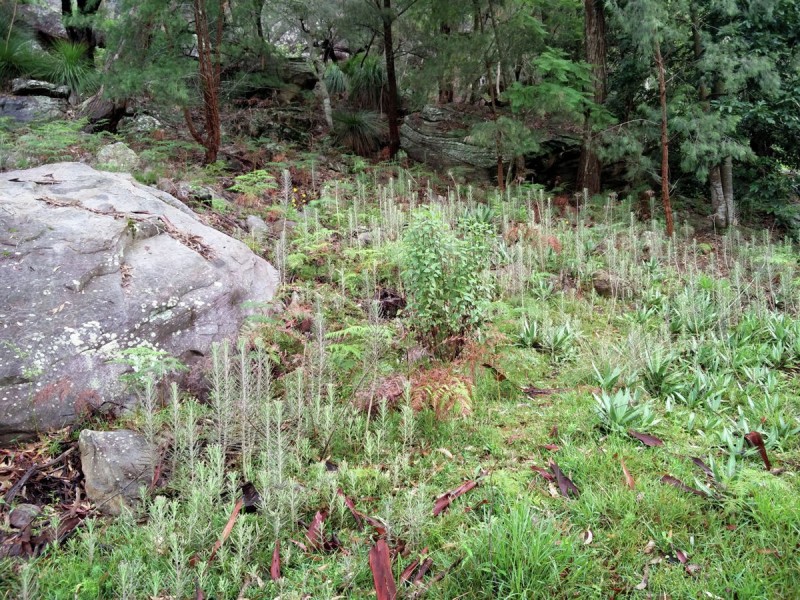 Lot 36 Coba Point, Berowra NSW 2081