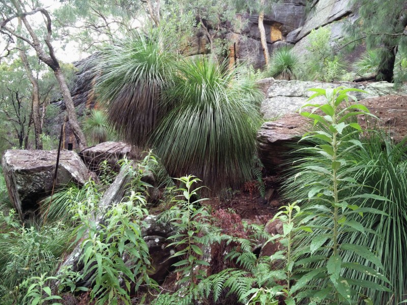 Lot 36 Coba Point, Berowra NSW 2081