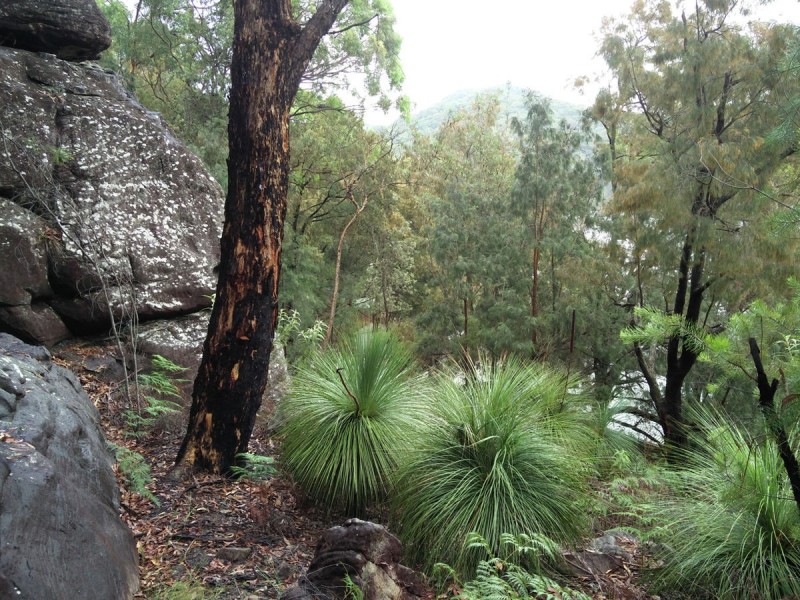 Lot 36 Coba Point, Berowra NSW 2081