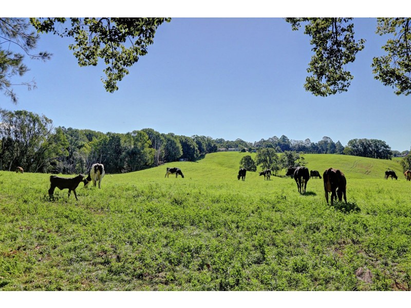 524 North Bank Road, Bellingen NSW 2454