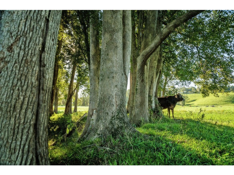 524 North Bank Road, Bellingen NSW 2454