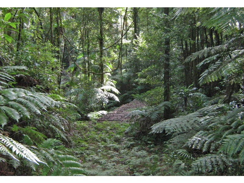 1411 Kalang Road, Bellingen NSW 2454