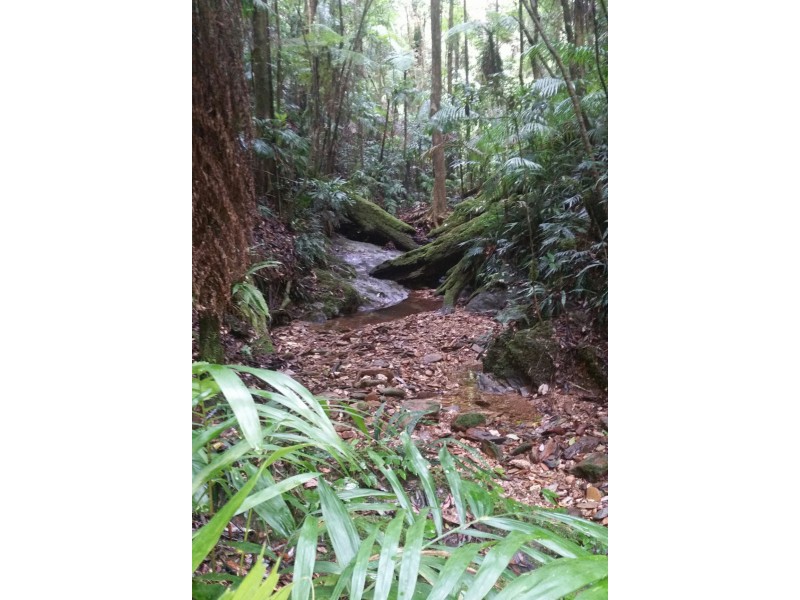 1411 Kalang Road, Bellingen NSW 2454