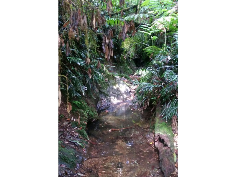 1411 Kalang Road, Bellingen NSW 2454